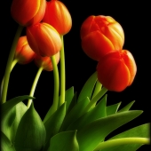 Andermahr (1) Img #4  Tulips for Ray