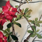 Aulds (1) Img #3 Marjan