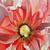 Baker (1) Img #1 Crimson Peony