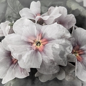 Berry-Lound (1) Img #2  Ghostly Primulas