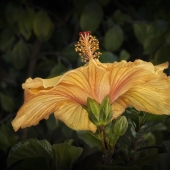 Borrelli (1) Img #3  Hibiscus