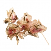 Boyer (1) Img #2 Dead Bougainvillea 04