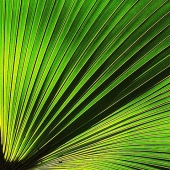 Boze (1) Img #1 Ground Palm 1