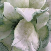 Bryer (1) Img #4  Utah