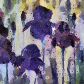 Bull (1) Img #1  Bearded Irises