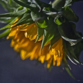 Caddigan (1) Img #4  Sunflower