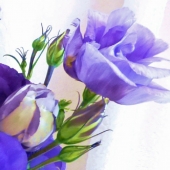 Callaghan (1) Img #3 Purple Prince