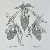 Campane (1) Img #2 Lady's Slippers