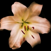 Daniels (1) Img #1 Blütenstaub