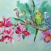 DeBernay (1) Img #1 Wild Parakeets with Orchids