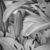 Funke (1) Img #1  Lilies