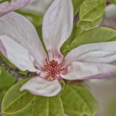 Grimes (1) Img #1  MAGNOLIA