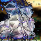 Heck (1) Img #1  Blue Orchids