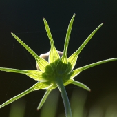 Hyde and Sultze (1) Img #1  In Search of the Sun