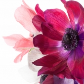 Ignotz (1) Img #3  Flower Mix