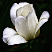 King-M (1) Img #1  White Tulip