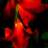 King-M (1) Img #4  Red Lily