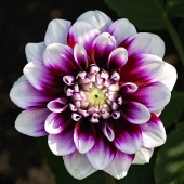 Deep Red and White Flower