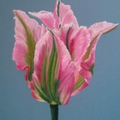 Kurisu (1) Img #4  Chinatown Viridiflora