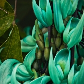 Leven (1) Img #4 Jade Vine Cluster