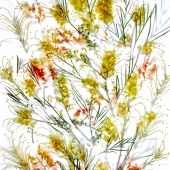 Grevillea Mix 2
