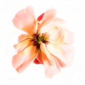 Manelis-J (1) Img #1  Curb Appeal