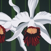 Marci (1) Img #1  Double White Catts