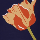 Marci (1) Img #3  Orange Tulip