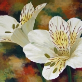 Marcou (1) Img #1 Alstromeria Duo