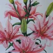 Melhus (1) Img #1  Elodie Lily