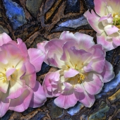 Meluso (1) Img #1  Stone Ground Melrose Tulips