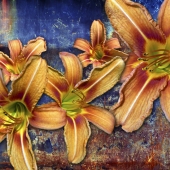 Meluso (1) Img #3  Trace of a Face Daylilies