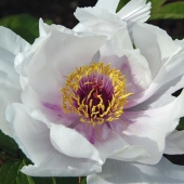 Miller-J (1) Img #5  White Peony
