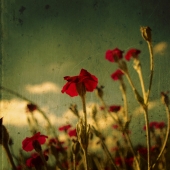 Miroslaw (1) Img #1 Yellow Memories