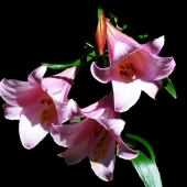 Munyak (1) Img #3  Shadow Lilies