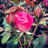 Neubert (2) Img #1  Arose to Life