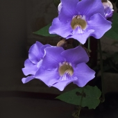 Possibly a blue mandevillia, not sure.