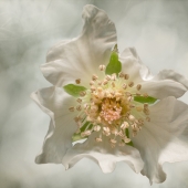 Dancing in her White Spring Dress
