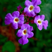 Pasadeos (1) Img #1  Purple Lantana