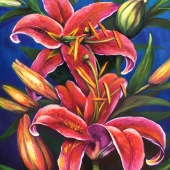 Patrikakos (1) Img #1 Rubrum Lilies