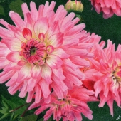 Phillabaum (1) Img #1  Summers Glory