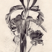 Phillips-D (1) Img #1  Disturbing Symbolism