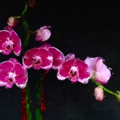 Phillips-S (1) Img #1  O3976rchid(6696)