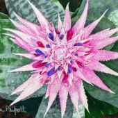 Philpott (1) Img #1 Pink Bromeliad