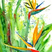 Pronko (1) Img #5  Bird of Paradise