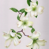 Sams (1) Img #2 Dogwood