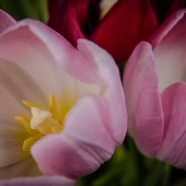 Schertz (2) Img #1  Delicate