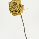 Schmidt (1) Img #5  Refugee 9