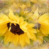 Schnepf (1) Img #1 Summer Heat