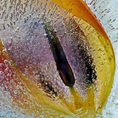 Schwartz-M (3) Img #2  Frozen Tulip